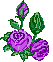 purpleroses.gif